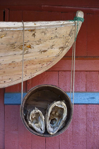 Old Fishing boat and fish head detail, A, Moskenesoy, Lofoten, Nordland, Norway