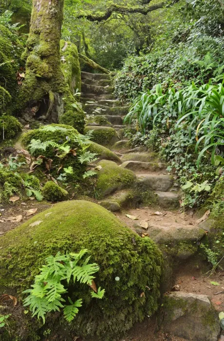 Framed Print : An old footpath in the Forest of the Convent of the Capuchos, in the middle of Framed Print : An old footpath in the Forest of the Convent of the Capuchos, in the middle of