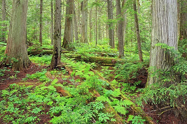 Old growth forest in Inland temperate rain forest on Giant Cedars Trail. Mount Revelstoke National Park, British Columbia, Canada