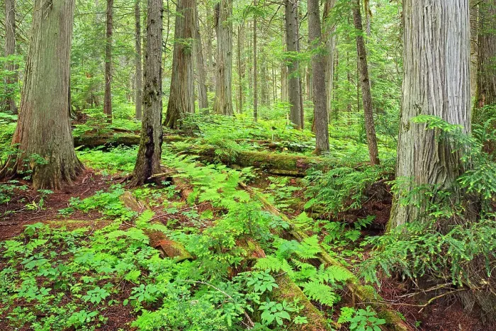 Framed Print : Old growth forest in Inland temperate rain forest on Giant Cedars Trail. Mount Revelstoke National Park, British Columbia, Canada