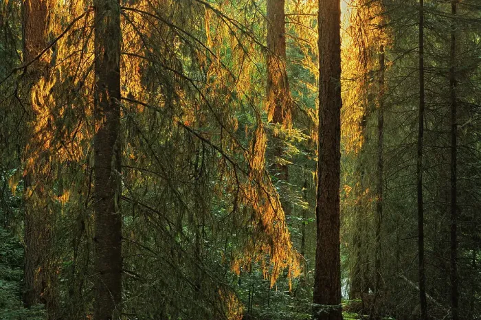 Framed Print : Old growth spruce forest at sunrise Pisew Falls Provincial Park, Manitoba, Canada Framed Print : Old growth spruce forest at sunrise Pisew Falls Provincial Park, Manitoba, Canada