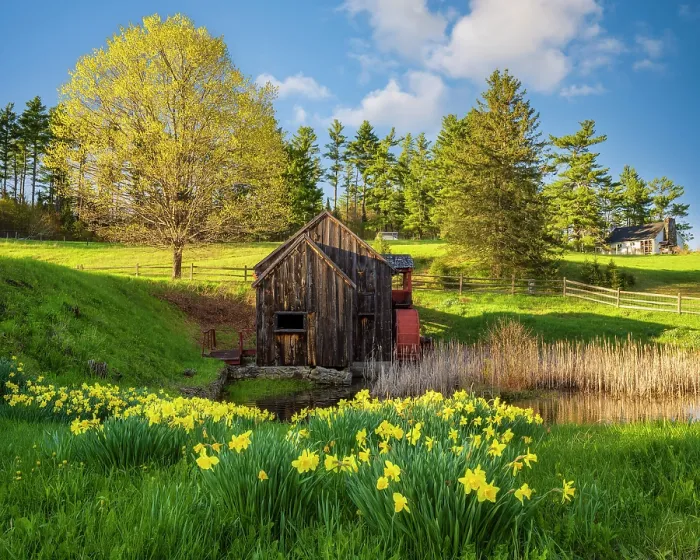 Framed Print : The Old Guildall Grist Mill with yellow daffodils, Northeast Kingdom, Guildhall, Vermont, USA Framed Print : The Old Guildall Grist Mill with yellow daffodils, Northeast Kingdom, Guildhall, Vermont, USA