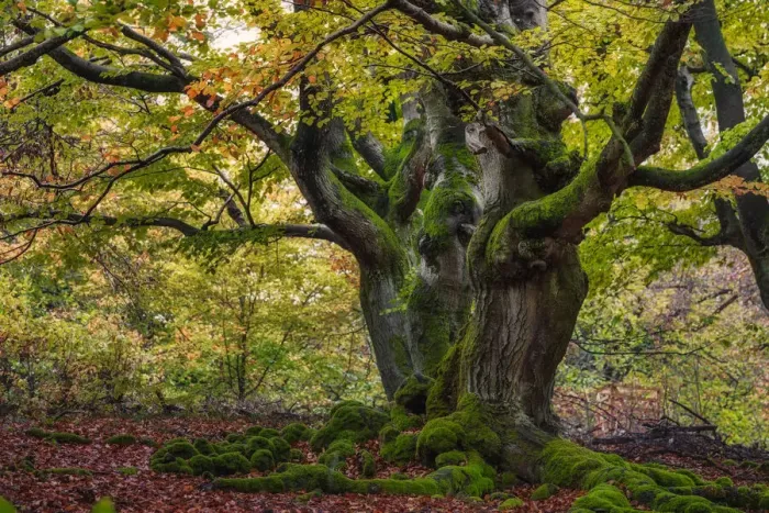 Framed Print : Old Hute beech in autumn, Common beech (Fagus sylvatica) Hutewald Halloh Framed Print : Old Hute beech in autumn, Common beech (Fagus sylvatica) Hutewald Halloh