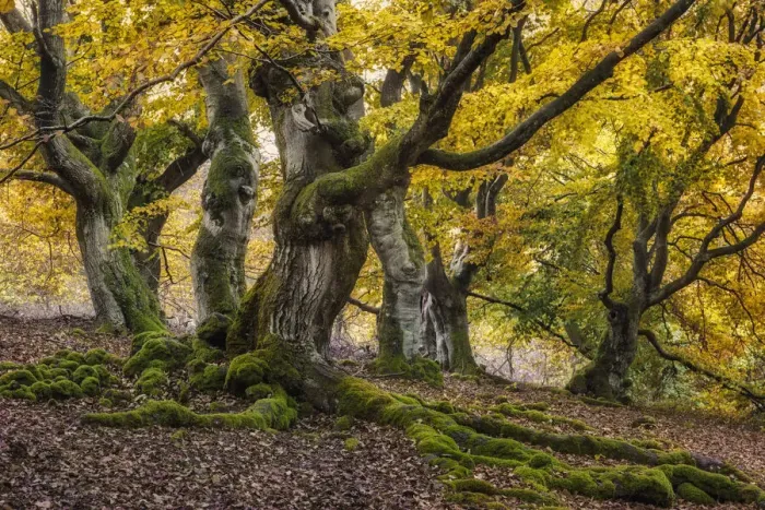 Framed Print : Old Hute beech in autumn, Common beech (Fagus sylvatica) Hutewald Halloh Framed Print : Old Hute beech in autumn, Common beech (Fagus sylvatica) Hutewald Halloh