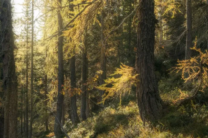 Framed Print : An old larch bathed in the morning light, with the needles taking their typical golden colors in autumn. Dolomites, Italy Framed Print : An old larch bathed in the morning light, with the needles taking their typical golden colors in autumn. Dolomites, Italy