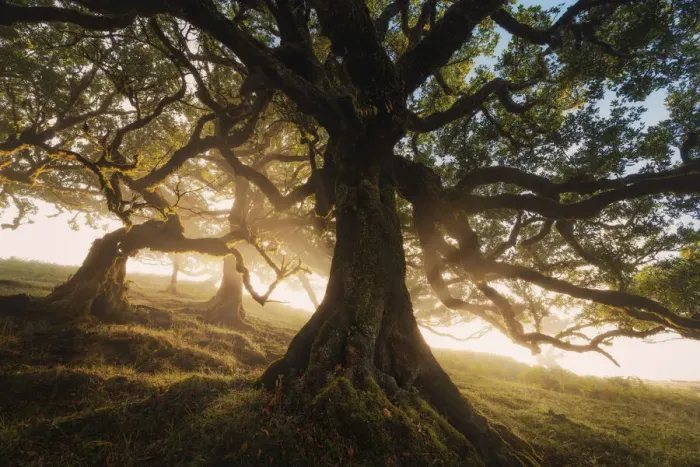 Framed Print : Old laurel trees at Fanal forest, Madeira island, Portugal, Europe. Unesco site Framed Print : Old laurel trees at Fanal forest, Madeira island, Portugal, Europe. Unesco site
