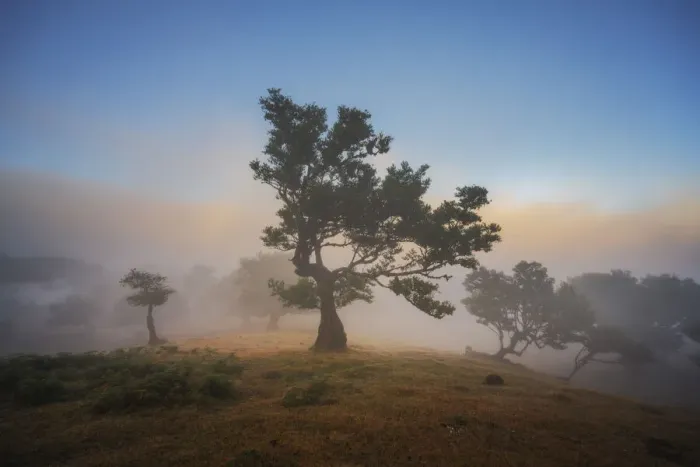 Framed Print : Old laurel trees at Fanal forest, Madeira island, Portugal, Europe. Unesco site