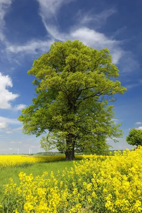 Framed Print : old lime tree in flowering rape field in spring, Saxony, Germany, Europe Framed Print : old lime tree in flowering rape field in spring, Saxony, Germany, Europe