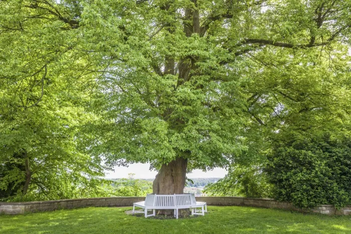 Framed Print : Old linden tree in the courtyard garden of Freising, Upper Bavaria, Bavaria, Germany Framed Print : Old linden tree in the courtyard garden of Freising, Upper Bavaria, Bavaria, Germany
