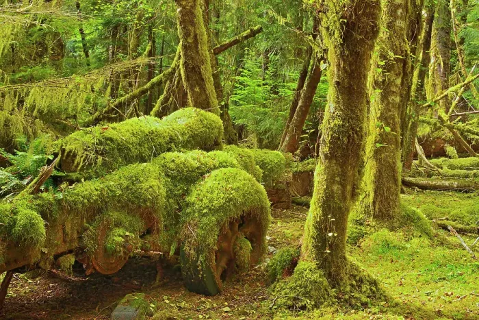 Framed Print : Old logging site where Sitka Spruce trees in the early 1940's were harvested for the construction of mosquito bombers for WW II. Louise Island, Haida Gwaii (formerly the Queen Charlotte Islands), British Columbia, Canada Framed Print : Old logging site where Sitka Spruce trees in the early 1940's were harvested for the construction of mosquito bombers for WW II. Louise Island, Haida Gwaii (formerly the Queen Charlotte Islands), British Columbia, Canada