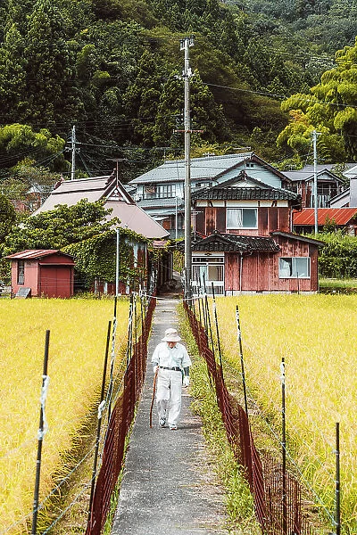 Old man walking near cultivated rice fields at Ini village, Japan