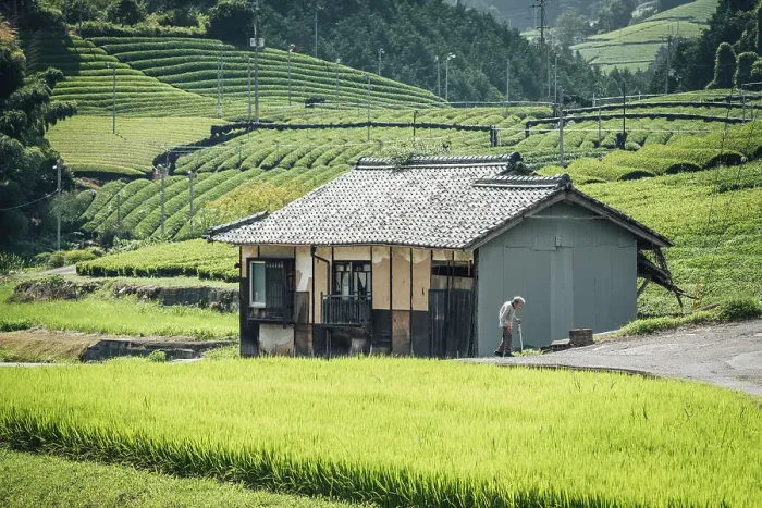 Framed Print : Old man walking near Wazuka tea plantation, Soraku district, Kyoto, Japan Framed Print : Old man walking near Wazuka tea plantation, Soraku district, Kyoto, Japan