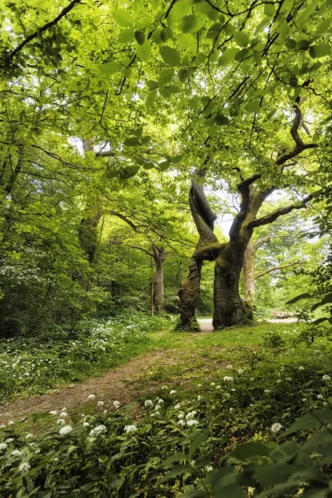 Framed Print : Old oak tree - Betteleiche and wild garlic blossoms, ramsons, allium ursinum, Hainich National Park, Thuringia, Germany Framed Print : Old oak tree - Betteleiche and wild garlic blossoms, ramsons, allium ursinum, Hainich National Park, Thuringia, Germany
