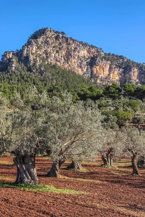 Framed Print : Old olive grove near Valldemossa, Mallorca, Balearic Islands, Spain Framed Print : Old olive grove near Valldemossa, Mallorca, Balearic Islands, Spain