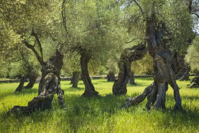 Framed Print : Old Olive Trees, Majorca, Balearics, Spain Framed Print : Old Olive Trees, Majorca, Balearics, Spain