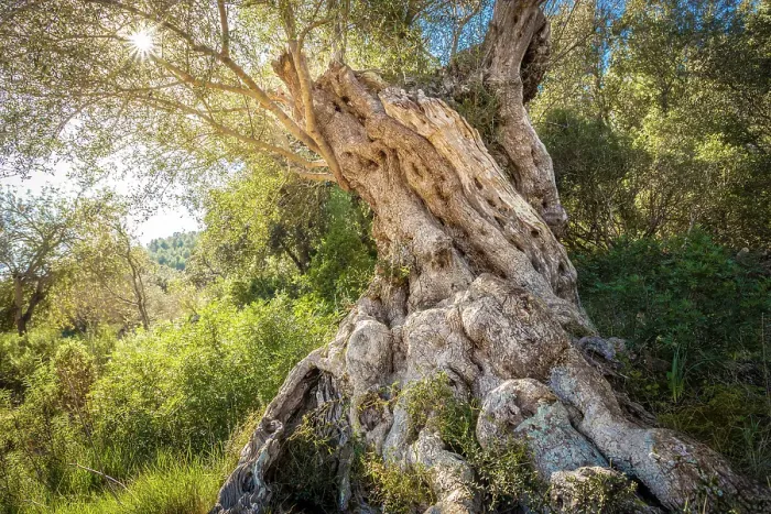 Framed Print : Old olive trees on the path between Es Capdella and Finca Publica Galatzo, Mallorca, Balearic Islands, Spain Framed Print : Old olive trees on the path between Es Capdella and Finca Publica Galatzo, Mallorca, Balearic Islands, Spain