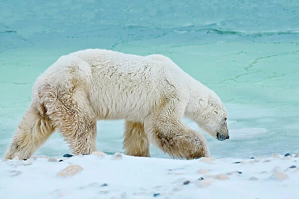 Old Polar Bear (Ursa maritimus) on sub-arctic Hudson Bay Churchill, Manitoba, Canada
