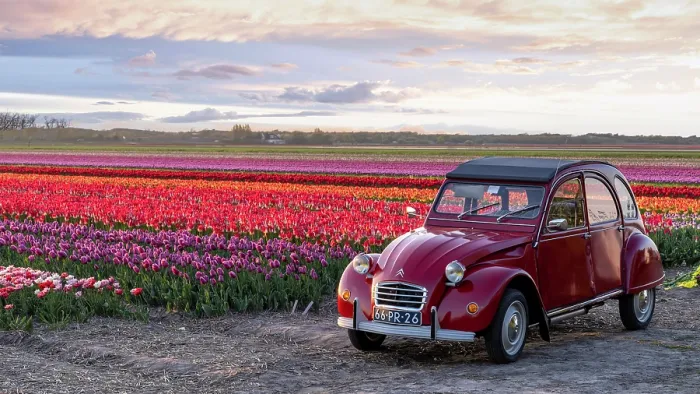 Framed Print : An old red citroen 2cv by a tulip field, North Holland, Netherlands