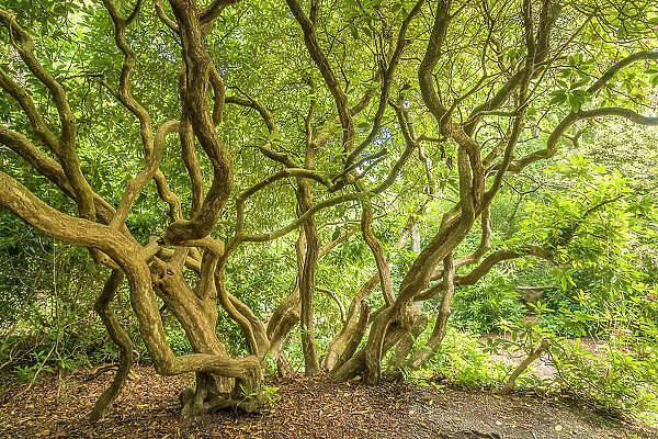 Old rhododendron in the Luetetsburg castle park, East Frisia, Lower Saxony, Germany