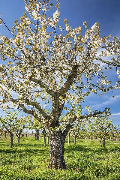 Old standard cherry tree near Frauenstein, Wiesbaden, Hesse, Germany