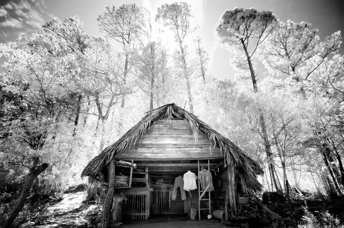 Framed Print : Old timber hut surrounded by trees, in infrared, Vinales, Cuba