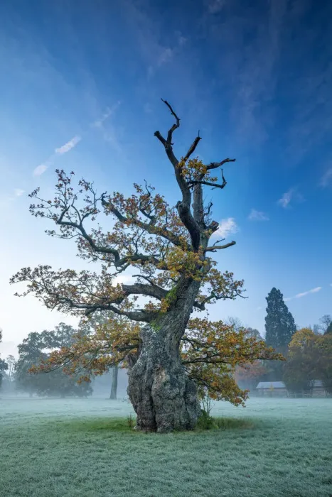Framed Print : Old tree, Blenheim Palace, Blenheim Park, Woodstock, Oxfordshire, England Framed Print : Old tree, Blenheim Palace, Blenheim Park, Woodstock, Oxfordshire, England