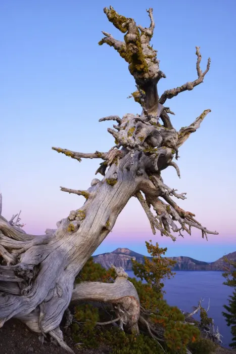 Framed Print : Old tree at edge of Crater Lake, National Park, Oregon, USA Framed Print : Old tree at edge of Crater Lake, National Park, Oregon, USA