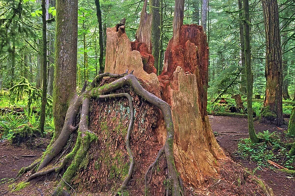 Old tree stump of large tree in Old growth temperate rain forest in Cathedral Grove. MacMillan Provincial Park, British Columbia, Canada