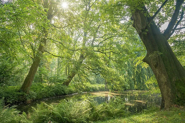 Old trees by the pond in the park of Evenburg Castle near Leer, East Frisia, Lower Saxony, Germany