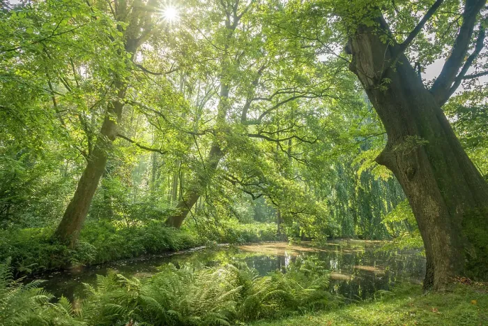 Framed Print : Old trees by the pond in the park of Evenburg Castle near Leer, East Frisia, Lower Saxony, Germany Framed Print : Old trees by the pond in the park of Evenburg Castle near Leer, East Frisia, Lower Saxony, Germany