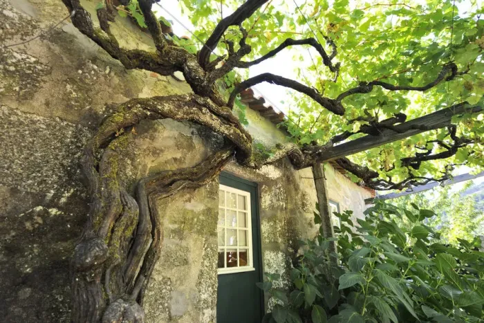 Framed Print : A very old vine in Quinta de Tormes, the old house of Eca de Queiroz, one the most Framed Print : A very old vine in Quinta de Tormes, the old house of Eca de Queiroz, one the most