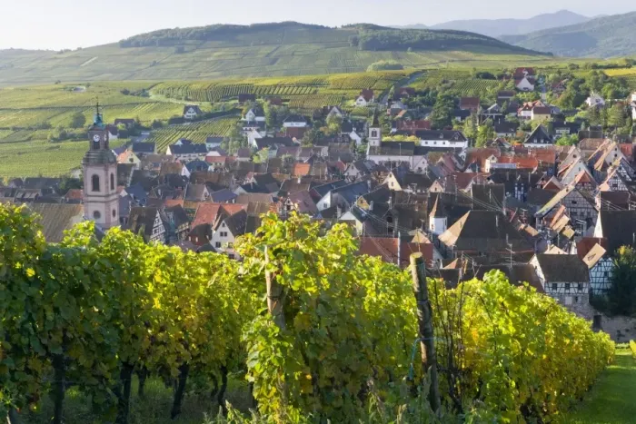 Framed Print : Old wine town of Riquewihr & vineyard, Alsace, France Framed Print : Old wine town of Riquewihr & vineyard, Alsace, France