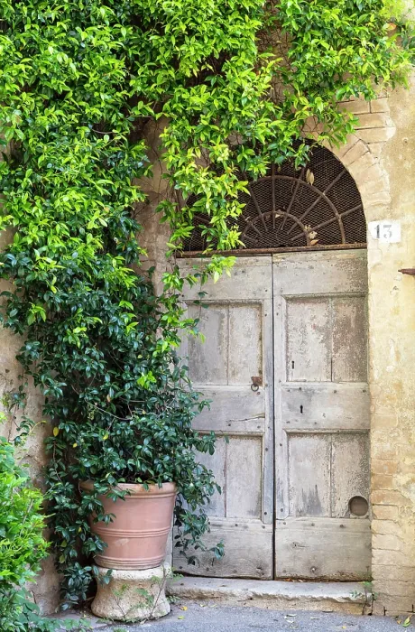 Framed Print : Old wooden door and climbing plant, Lucignano d'Asso, Province of Siena, Tuscany, Italy Framed Print : Old wooden door and climbing plant, Lucignano d'Asso, Province of Siena, Tuscany, Italy