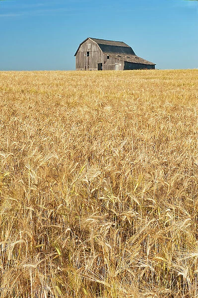 Old wooden weathered barn and barley crop Trochu, Alberta, Canada
