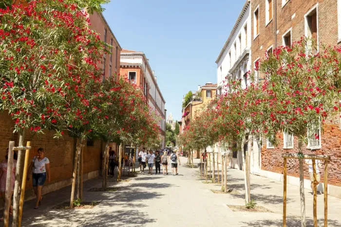 Framed Print : Oleander flower in the District Dorsoduro, Venice, Veneto, Italy Framed Print : Oleander flower in the District Dorsoduro, Venice, Veneto, Italy