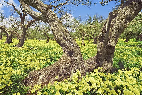 Olive grove with Bermuda buttercups - Greece, Crete, Lasithi, Zakros