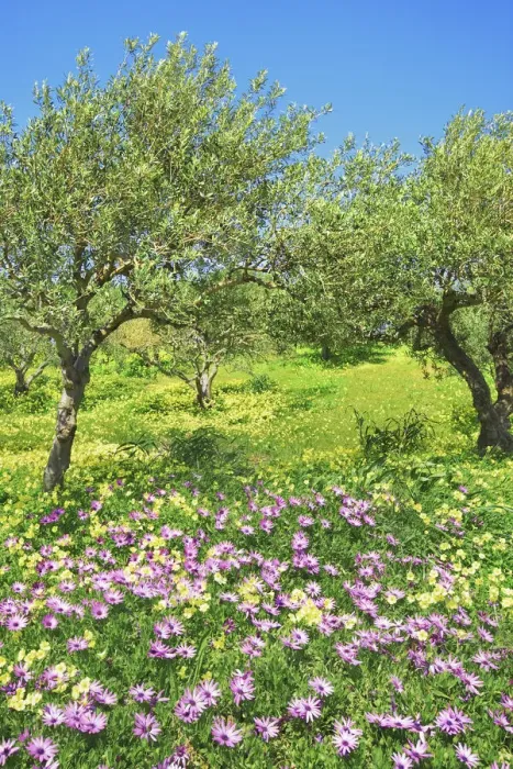 Framed Print : Olive grove with osteospermums and Bermuda buttercups - Greece, Crete, Lasithi, Zakros Framed Print : Olive grove with osteospermums and Bermuda buttercups - Greece, Crete, Lasithi, Zakros