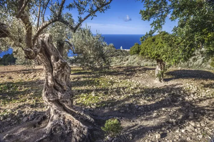 Framed Print : Olive grove in the Serra de Tramuntana near Son Marroig, Mallorca, Spain Framed Print : Olive grove in the Serra de Tramuntana near Son Marroig, Mallorca, Spain