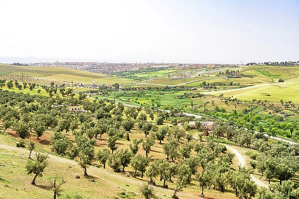 Olive groves in the green rolling hills nearby the city of Fez, Morocco