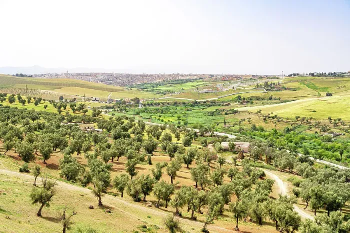 Framed Print : Olive groves in the green rolling hills nearby the city of Fez, Morocco Framed Print : Olive groves in the green rolling hills nearby the city of Fez, Morocco
