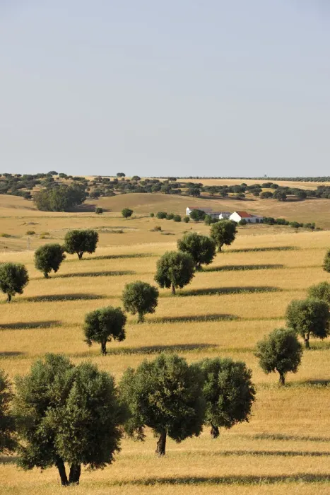 Framed Print : Olive groves and harvest of wheat near Serpa. Alentejo, Portugal