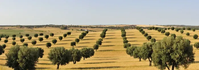 Framed Print : Olive groves and harvest of wheat near Serpa. Alentejo, Portugal