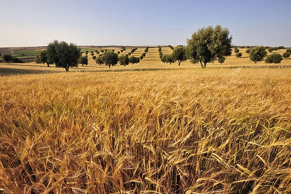 Olive groves and harvest of wheat near Serpa. Alentejo, Portugal