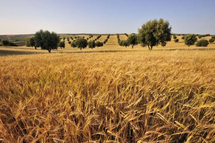 Framed Print : Olive groves and harvest of wheat near Serpa. Alentejo, Portugal