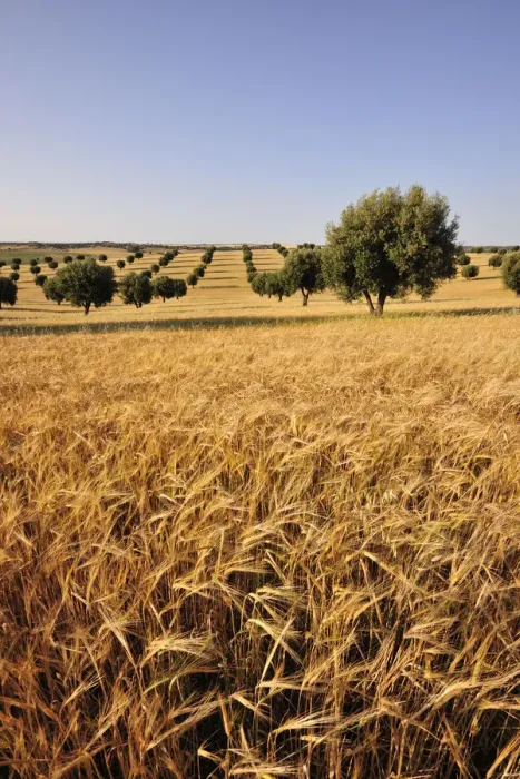 Framed Print : Olive groves and harvest of wheat near Serpa. Alentejo, Portugal Framed Print : Olive groves and harvest of wheat near Serpa. Alentejo, Portugal