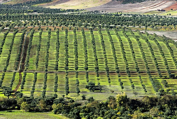 Olive groves in the Monsaraz region, Alentejo, Portugal