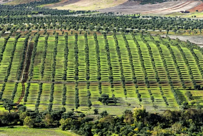 Framed Print : Olive groves in the Monsaraz region, Alentejo, Portugal