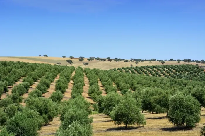 Framed Print : Olive groves near Mertola. Alentejo, Portugal