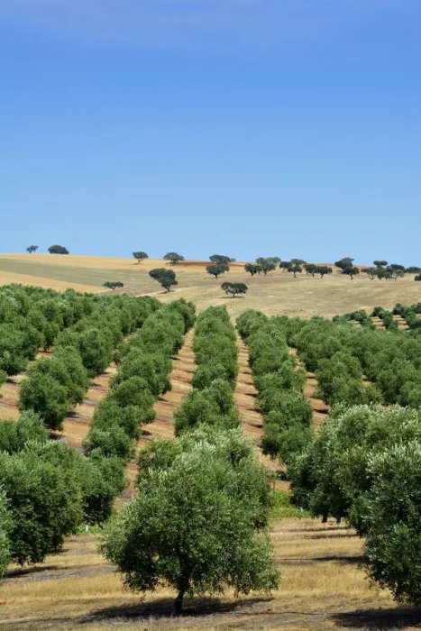 Framed Print : Olive groves near Mertola. Alentejo, Portugal Framed Print : Olive groves near Mertola. Alentejo, Portugal