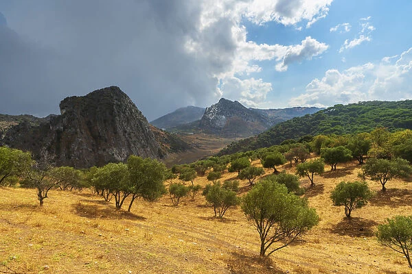 Olive groves and rocky mountains along the way to Montejaque, Serrania de Ronda, Malaga